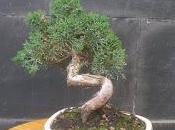 Junipero chinensis semicascada trabajando tronco