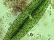 membrana celular