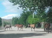 eterno problema caballos sueltos Piedra Águila