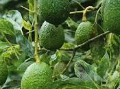 Protegen primera produccion aguacatera edoméx contra daños climáticos