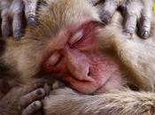 sueño especie