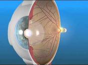 Sorprendente, científicos israelíes crean retina artificial.