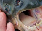 #CIENCIA: dientes como humanos causa problemas #Arizona