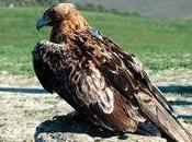 Andalucía pasa parejas águila imperial