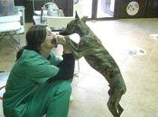 Novedades Tigre galguito rabo cangrenado Sevilla)