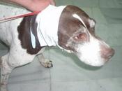 SARNA,Esqueleticos,heridas Anemicos!!!! Chuche, Guita, Tito Tana recogidos malas condiciones, URGENTE!