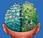 lado derecho cerebro