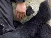 Foto panda terremoto conmueve Mundo.