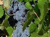 Uvas otoño (2011), juan sedeño pérez. mujer guerra.