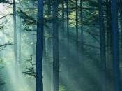 Bosque Caducifolio