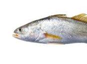 Corvina