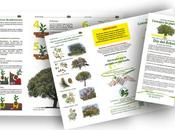 Guía básica: ¿Cómo plantar árbol?