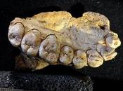 Homo sapiens salió África mucho antes pensaba