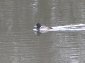 Porrón bastardo invernante