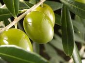 Olivos Aceitunas