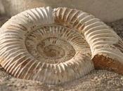 Evidencias Evolución