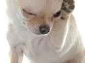 ¿Los Chihuahuas tienen Alergias? Clases alergias