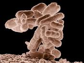 Reseña: Déjalo ensuciarse microbiota salud