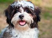 Shih