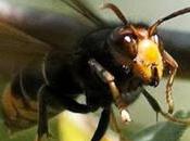 avispa asiática devora abejas España