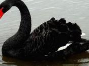 Cisnes negros: presupuestos predicciones equivocadas