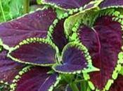 Forskolina ¿Adelgazante quema grasa natural?