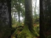 FRAGAS BOSQUES AUTÓCTONOS