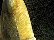 Barajando recuerdos.