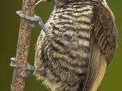 Carpinterito común (White-barred Piculet) Picumnus cirratus