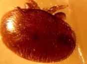 Biología anatomía ácaro varroa bio-anatomy jacobsoni.