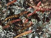 Microcnemum coralloides, nueva planta para Comunidad Valenciana