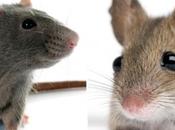 ¿Qué diferencia entre control plagas ratones ratas?