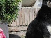 Muere “Capitán” perro veló durante década tumba dueño, Argentina.