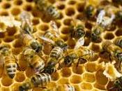 primeras abejas