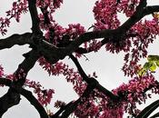 Árbol flores contrapicado