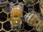 reclama ayudas incluso para apicultores colmena coalición critica Principado solo incluya tengan