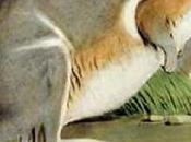 Animales Extintos