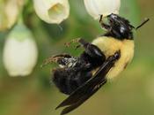 mayor número especies abejas, mejor polinización