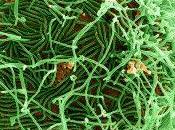 advierte: misteriosa enfermedad podría causar grave epidemia internacional