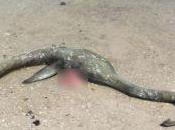 Hallan cadáver plesiosaurio playa Estados Unidos