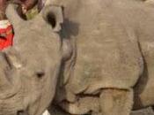 último rinoceronte blanco macho conocido como Sudan dejado