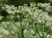 Planta Alcaravea Propiedades