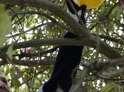 Culleredo instala trampas para capturar reinas avispa velutina