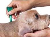 Antipulgas: cuáles mejores para eliminar pulgas mascota