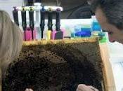 única entidad europea proyecto para controlar ácaro abejas Varroa destructor