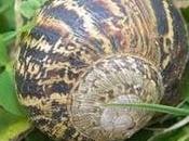 Caracoles terrestres