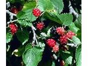 Moras