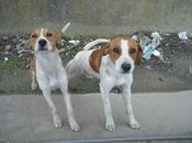 cachorros unos meses abandonados canal Jerez (Cadiz)