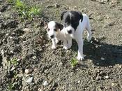 Nero ali, bebés bodegueros minúsculos tirados campo como basura.