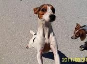 AYUDA! Perrita celo,herida,en huesos,en calle.